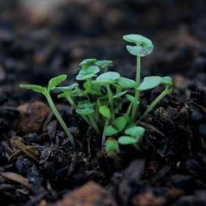 aldaberta-blur-close-up-environment